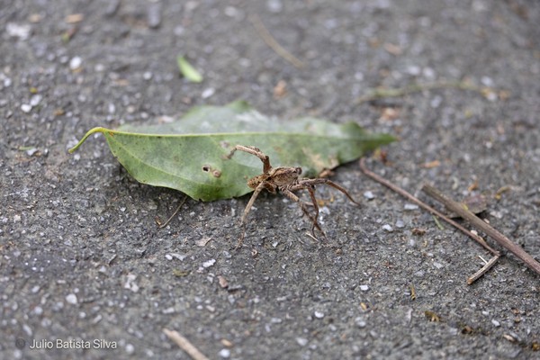 A brown spider is walking on a gray, textured ground surface next to a green leaf.