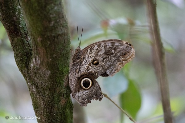 A large butterfly with intricate eye-spot patterns on its wings rests on a tree trunk in a lush forest setting.