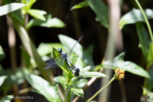A blue dragonfly rests on a green leaf amidst a lush, sunlit natural setting.