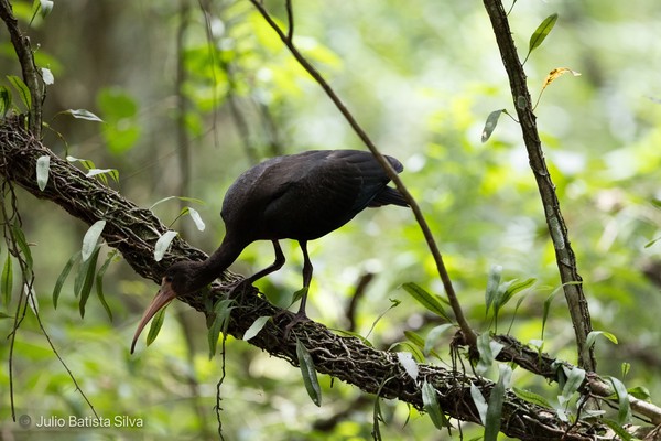 A dark-colored ibis with a long, curved beak stands on a vine-covered tree branch in a lush green forest.