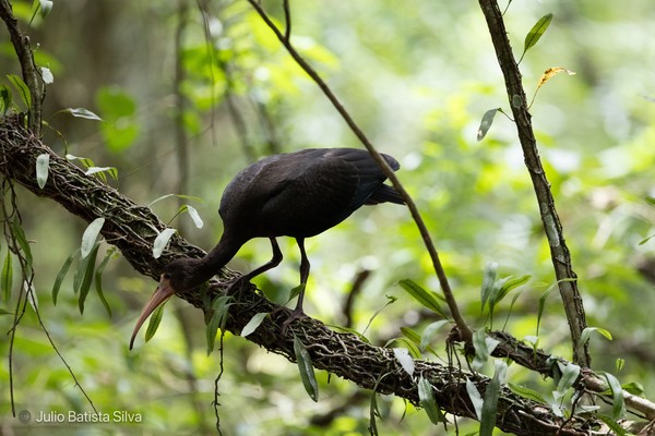 A dark-colored ibis with a long, curved beak stands on a vine-covered tree branch in a lush green forest.