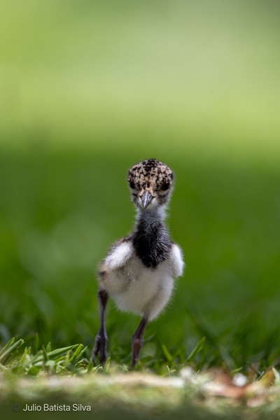 A close-up of a small, fluffy lapwing chick standing on green grass against a blurred green background.