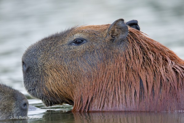 A close-up shot captures a large capybara with wet, reddish-brown fur partially submerged in calm water.