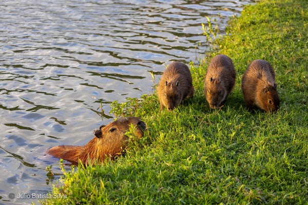 A group of capybaras, including an adult and three juveniles, graze on grass at the edge of a body of water.