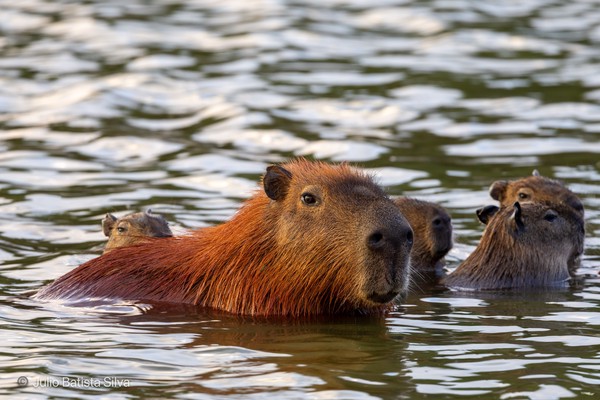 A group of capybaras are swimming in a body of water, with one large adult in the foreground and several smaller ones behind.