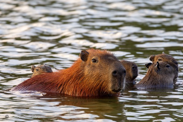 A group of capybaras swimming in a river during golden hour, with their heads above the water.