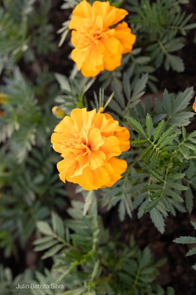 A close-up view of two bright yellow-orange marigold flowers with green foliage in the background.