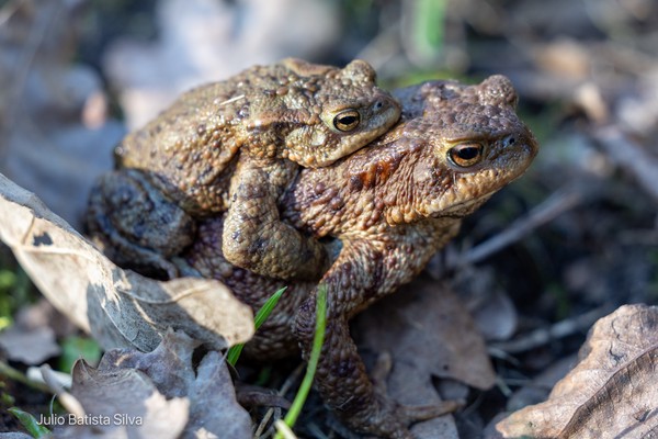 Two toads are engaged in amplexus on a bed of fallen leaves in a natural setting.