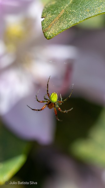 A vibrant green spider with orange legs hangs from its web, surrounded by blurred green leaves and purple flowers.
