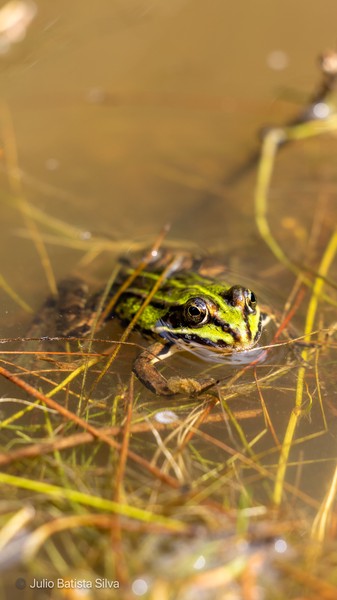A vibrant green frog with dark stripes is partially submerged in murky water, surrounded by reeds.