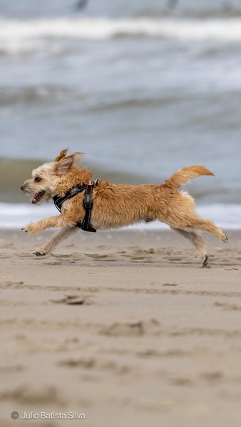 A small, light-colored dog runs joyfully on a sandy beach with the ocean in the background.