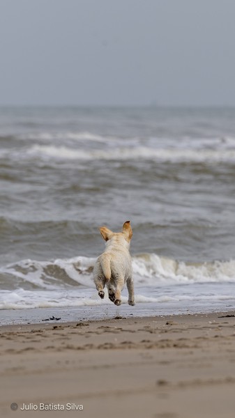 A light-colored dog runs along the shoreline of a beach, with waves crashing in the background.