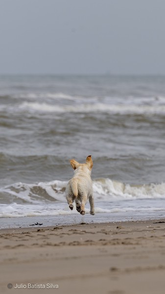 A light-colored dog runs along the shoreline of a beach, with waves crashing in the background.