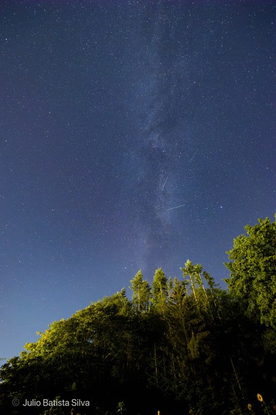 A stunning night sky view of the Milky Way galaxy arching over a dense forest of tall trees.