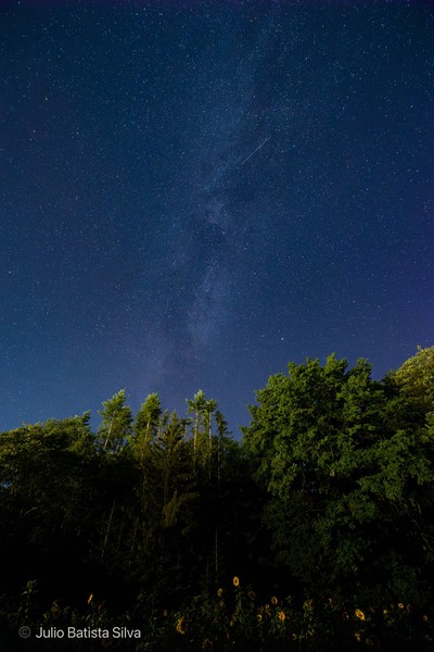 A stunning night sky view featuring the Milky Way and a shooting star above a dark forest silhouette.