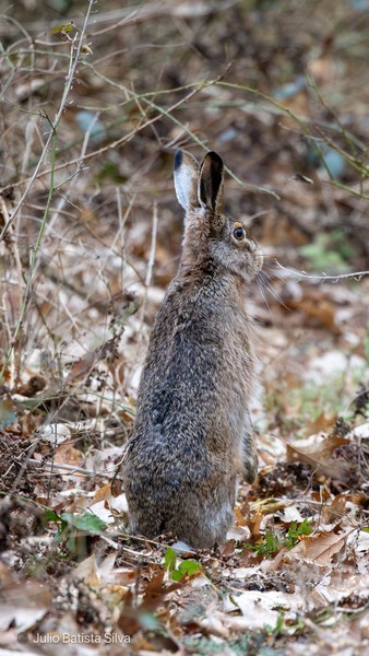 A brown hare stands alert on its hind legs amidst dry leaves and sparse vegetation.