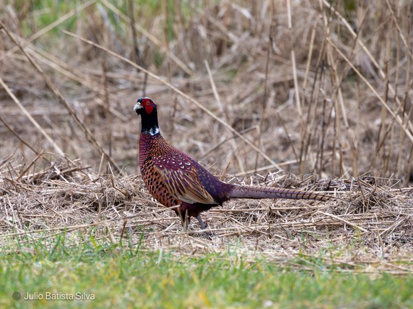A male pheasant stands alert in a field of dry grass and green grass, its colorful plumage contrasting with the muted background.